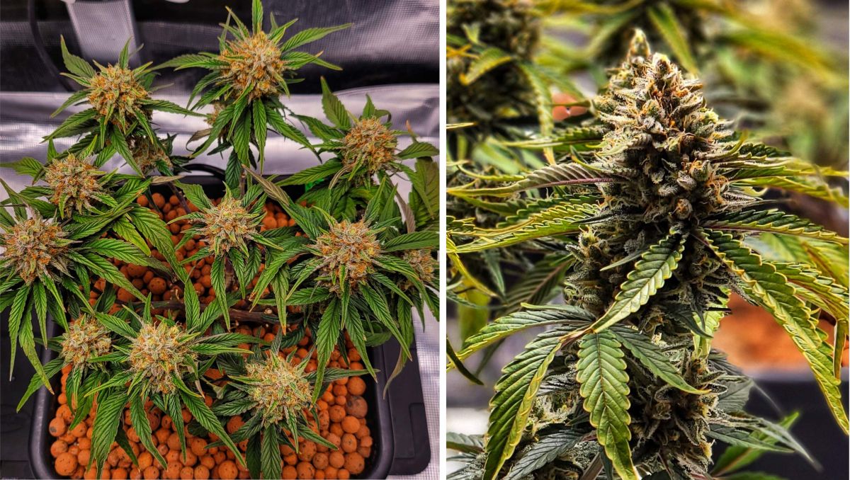 Gorilla Cookies Auto Plants Seed Week-by-Week Guide: Ravishing if anorexic