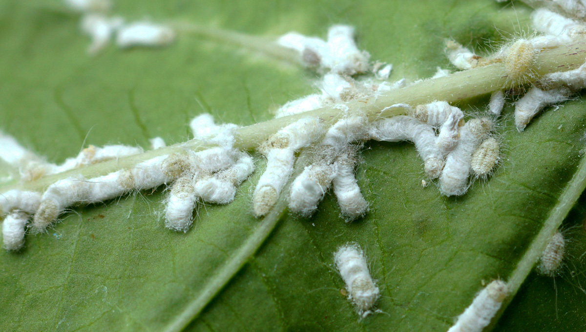 Most Common Pests In Plants: Group of mealy bugs on plants leaf