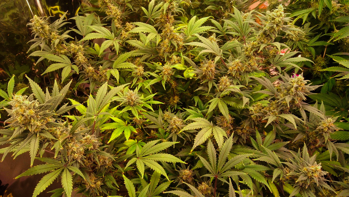 Strain History: Original White Widow Auto