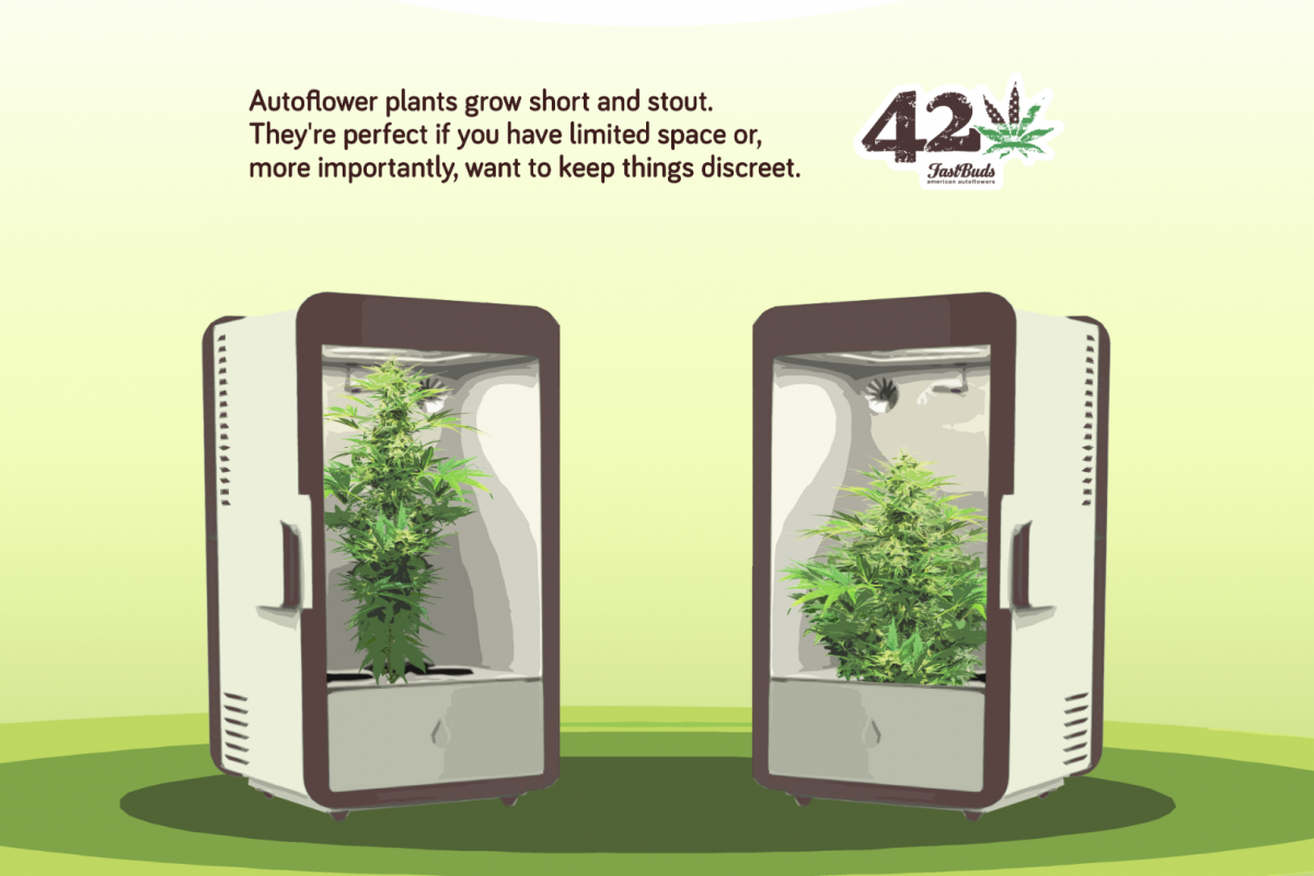 Autoflowering Cannabis is perfect for privately minded growers