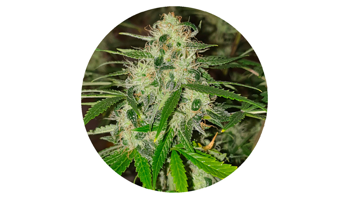 Original Auto Jack Herer Strain History: Jack flower Original Auto Jack Herer Strain History: Jack flower