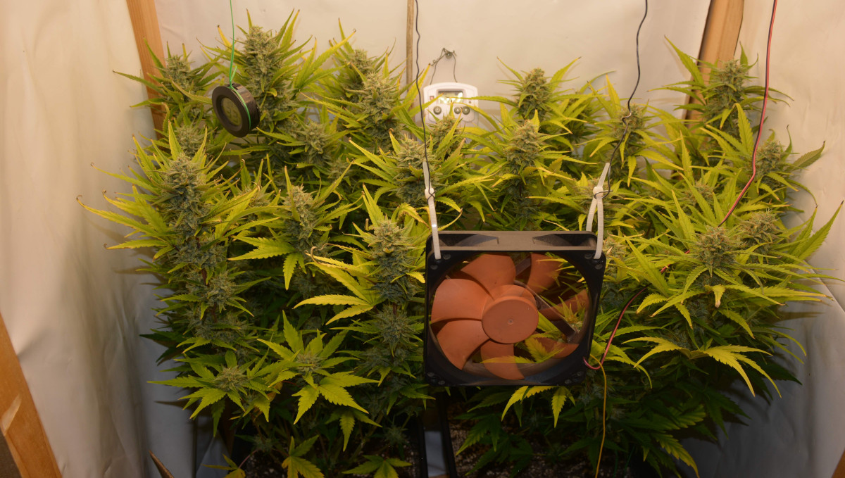 Gelato Auto Cannabis Strain Week-by-Week Guide: Two autoflowers in a DIY grow tent