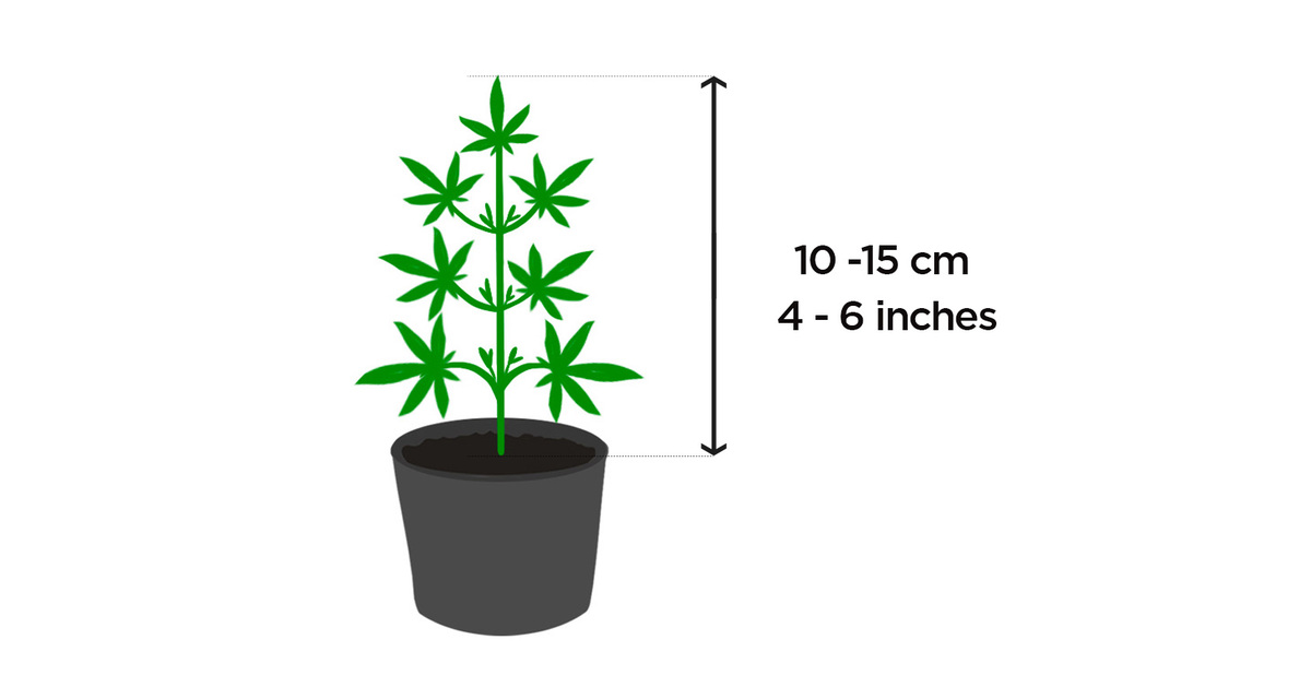 オートフラワーLST開始のタイミング：4-6インチの植物