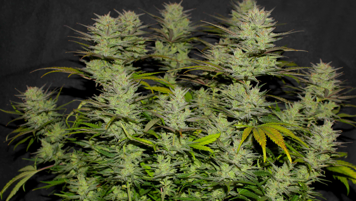 Veislės istorija: Originali Northern Lights Auto 