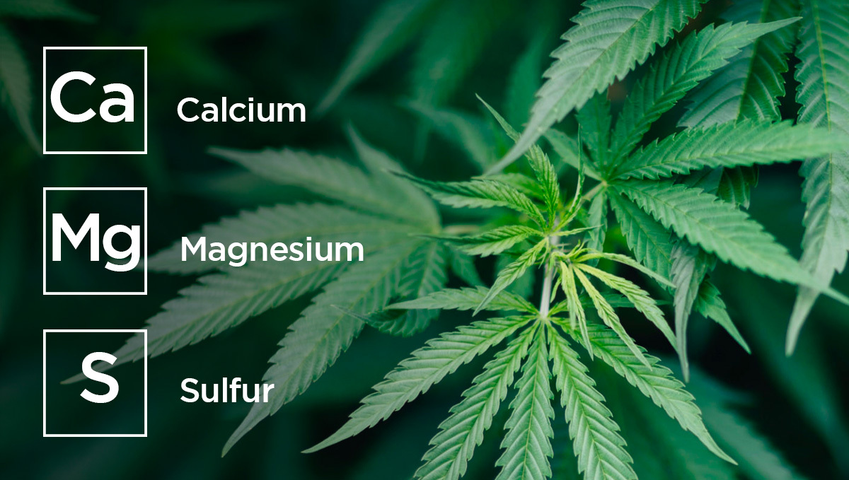 Grafik der sekundären Makronährstoffe: Kalzium (Ca), Magnesium (Mg) und Schwefel (S).