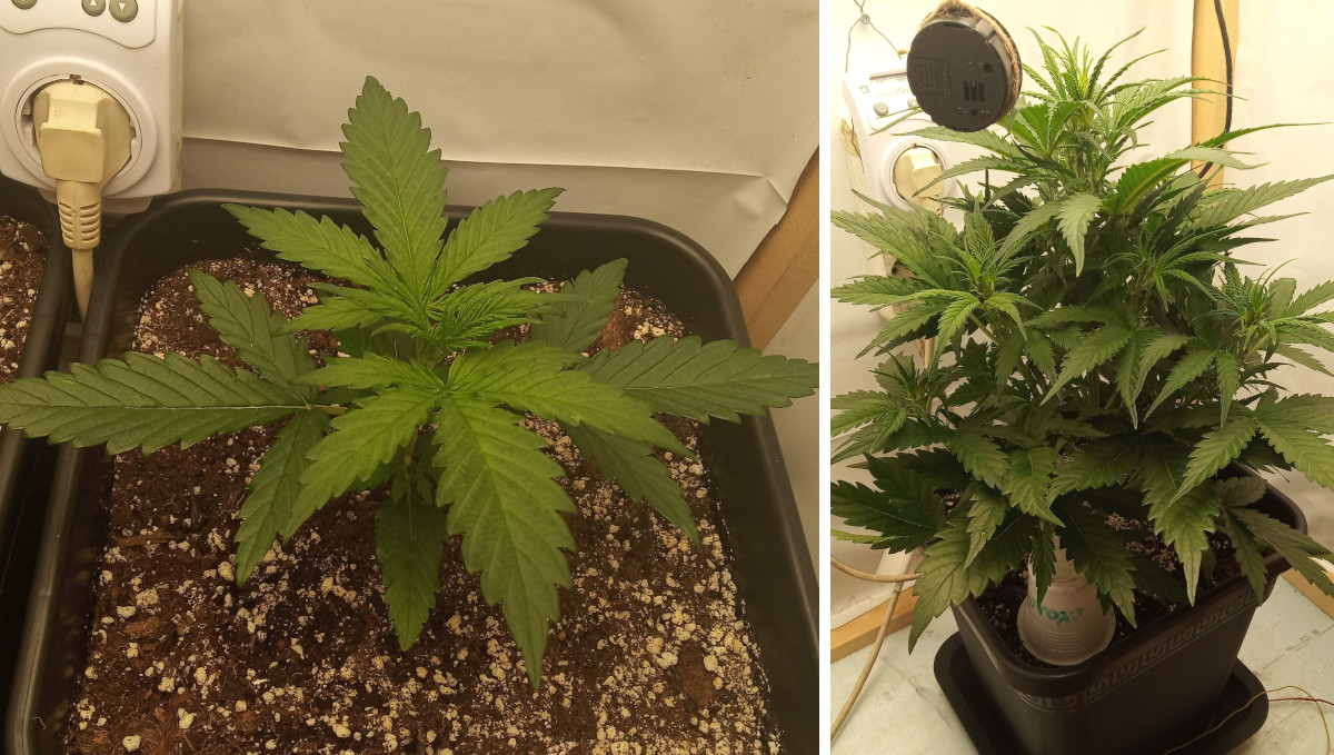 Gelato Auto Cannabis Strain Week-by-Week Guide: The growth of an indoor autoflower in weeks 3 and 4