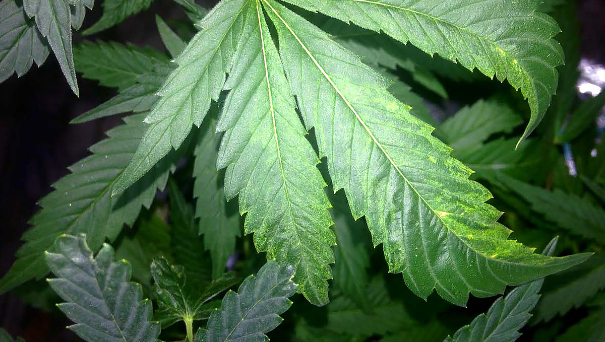 Tobacco Mosaic Virus: signs