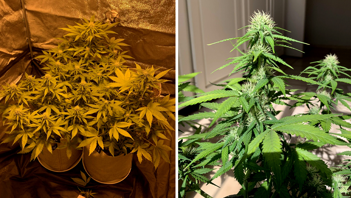 BubbleGum Auto: week 7 BubbleGum Auto: week 7