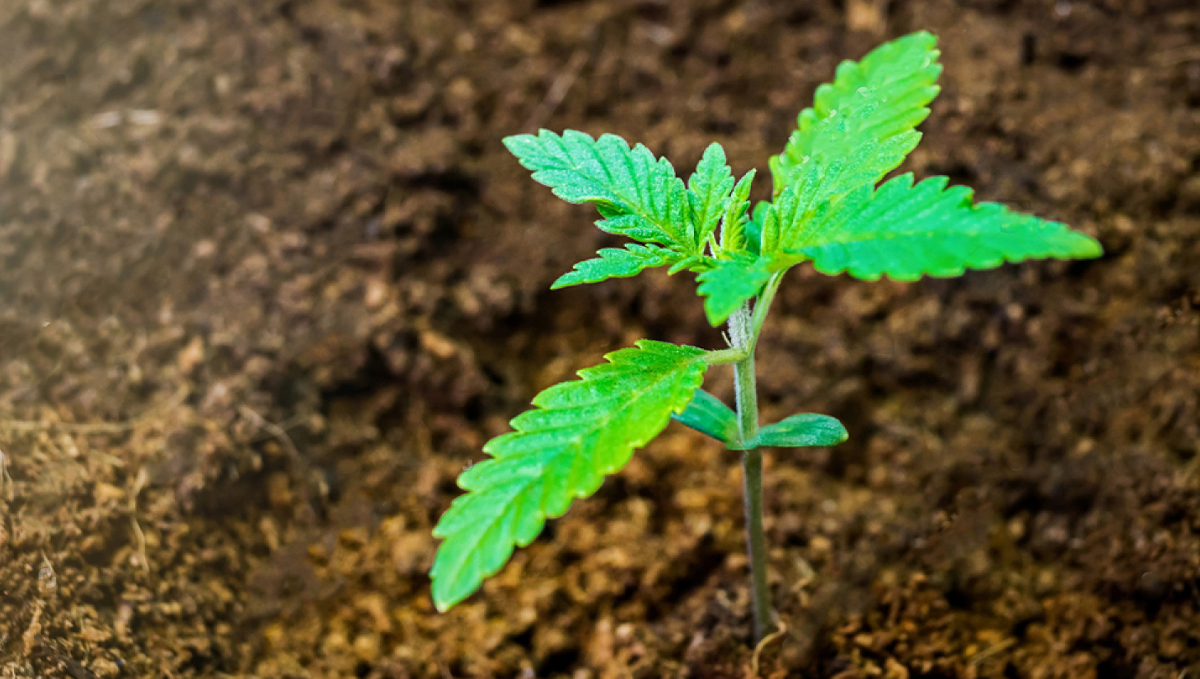 Top crop usage guide: substrates Top crop usage guide: substrates