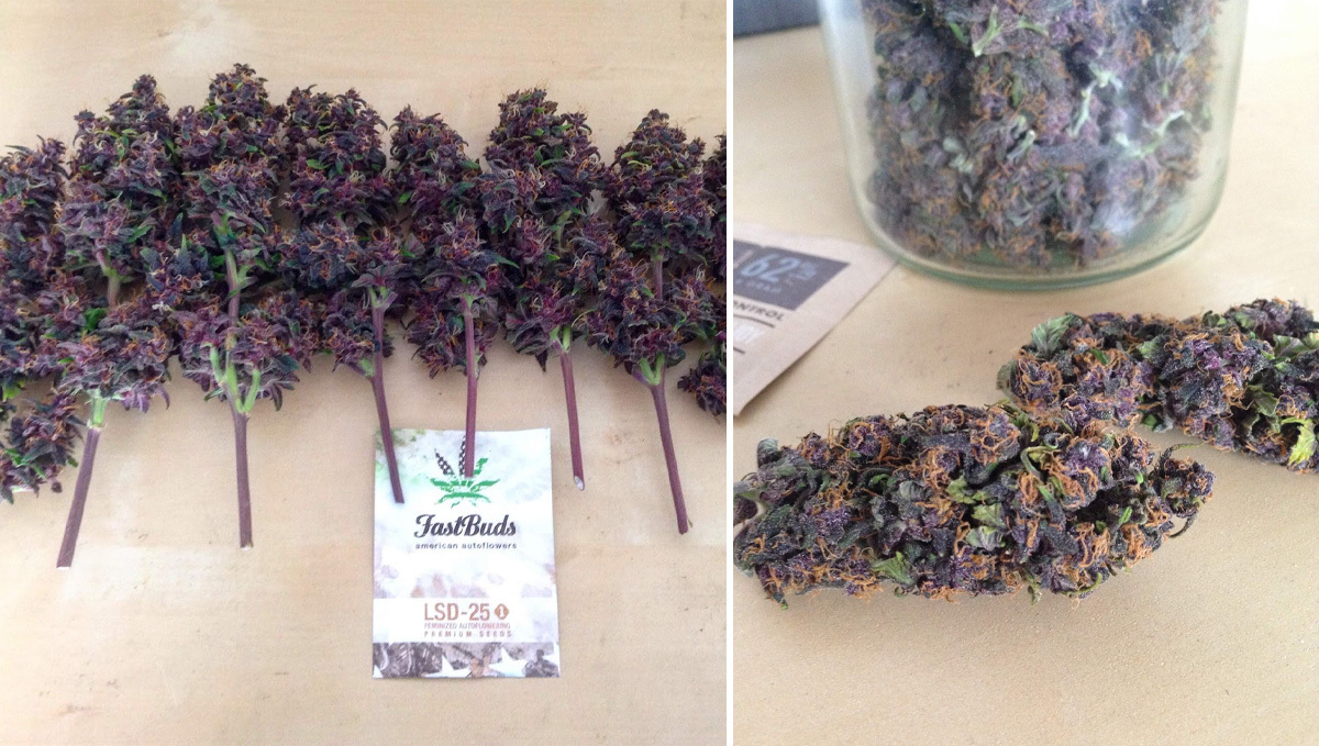 Basics of growing autos in soil: return