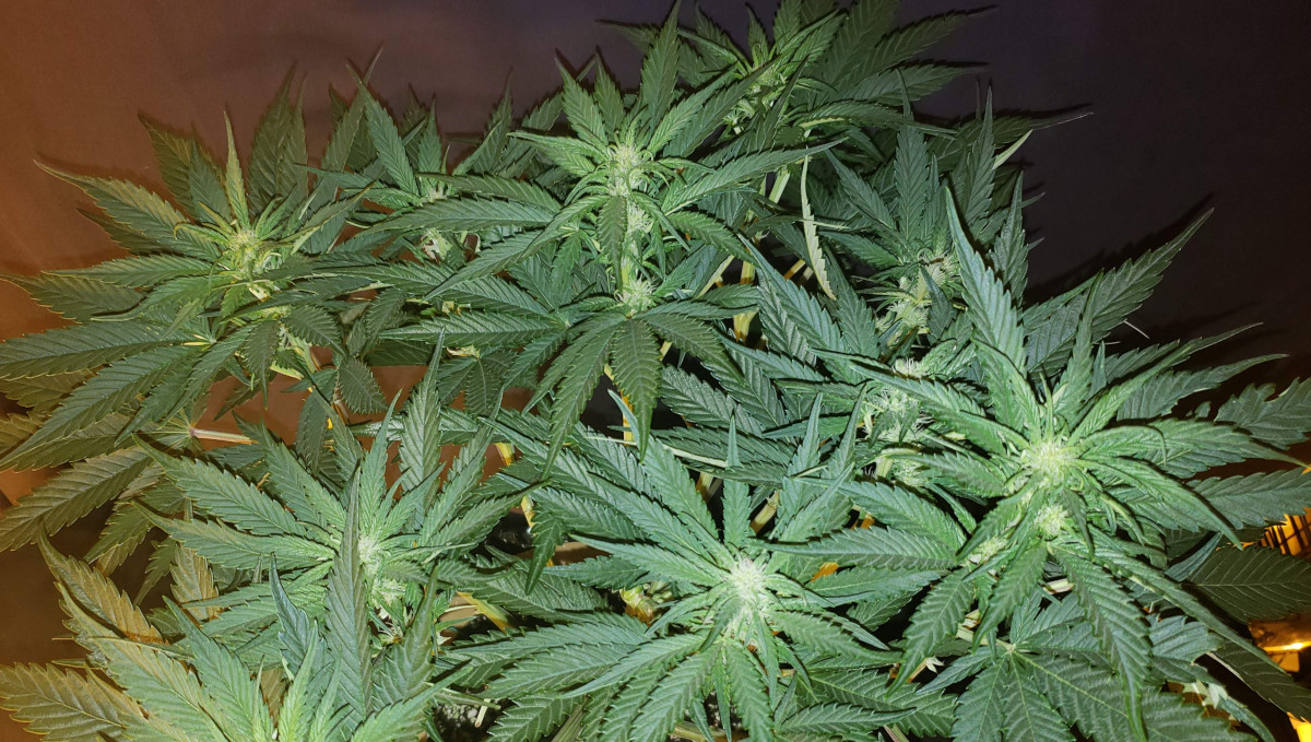 Strawberry Pie Auto Plants Seed Week-by-Week Guide: An auto with many flowering tops