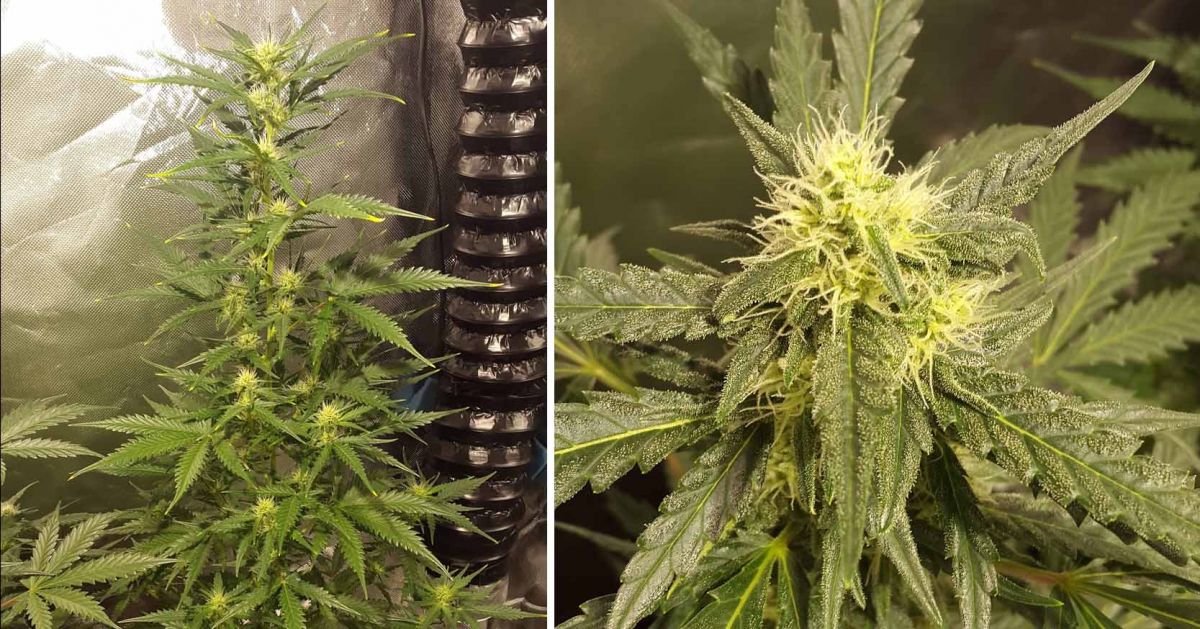 White Widow Auto guide: week 6
