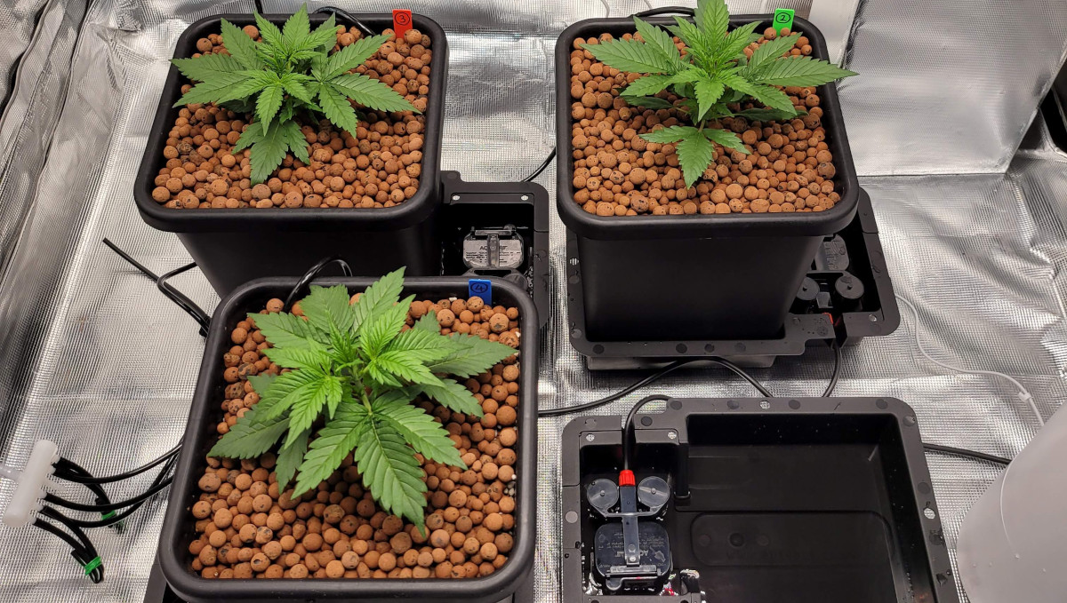 Gorilla Cookies Auto大麻品种全周期周周指南:帐篷中4套Autopot系统与幼苗 Gorilla Cookies Auto大麻品种全周期周周指南:帐篷中4套Autopot系统与幼苗