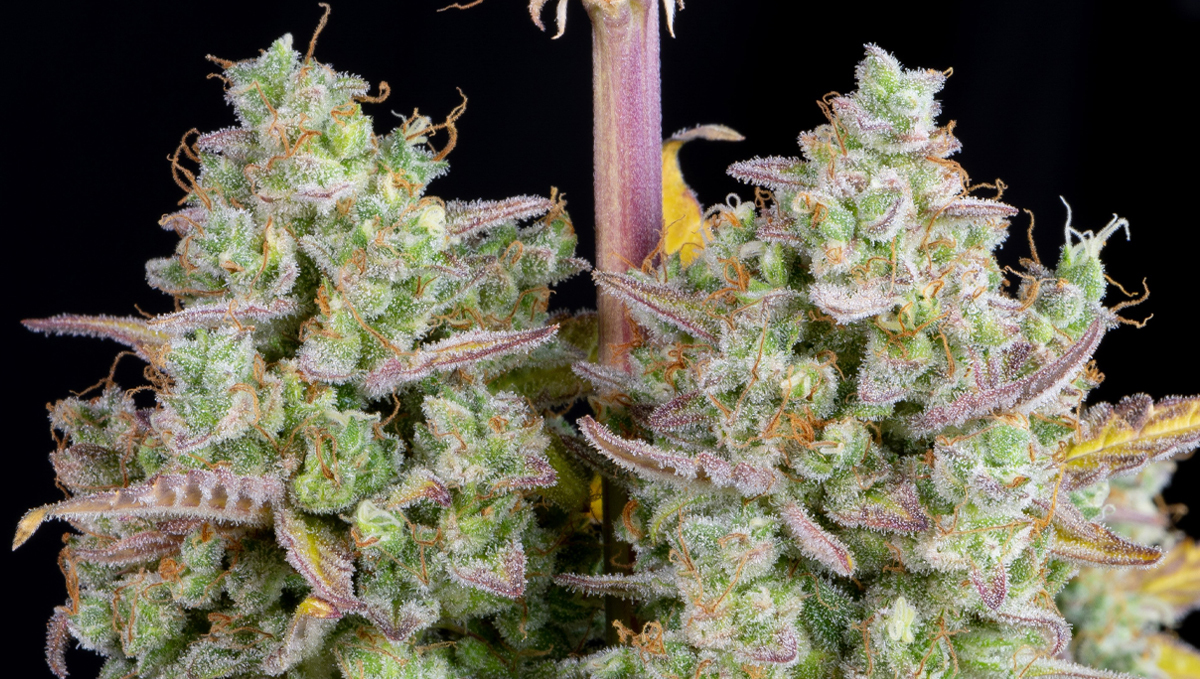 Top 10 seeds to grow outdoors: Micro Look at Wedding Cheesecake Auto