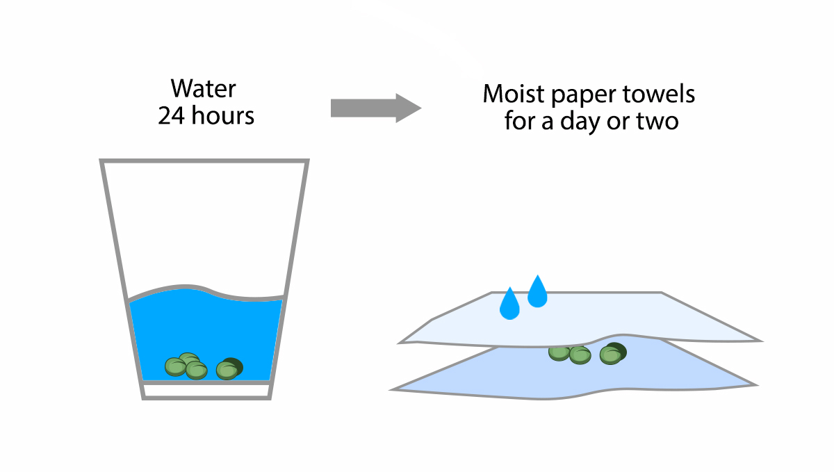 9 Mistakes to Avoid: germination