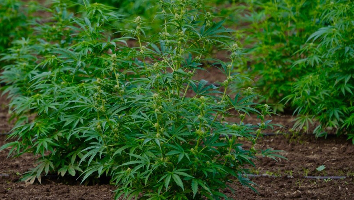 Top crop usage guide: soil Top crop usage guide: soil