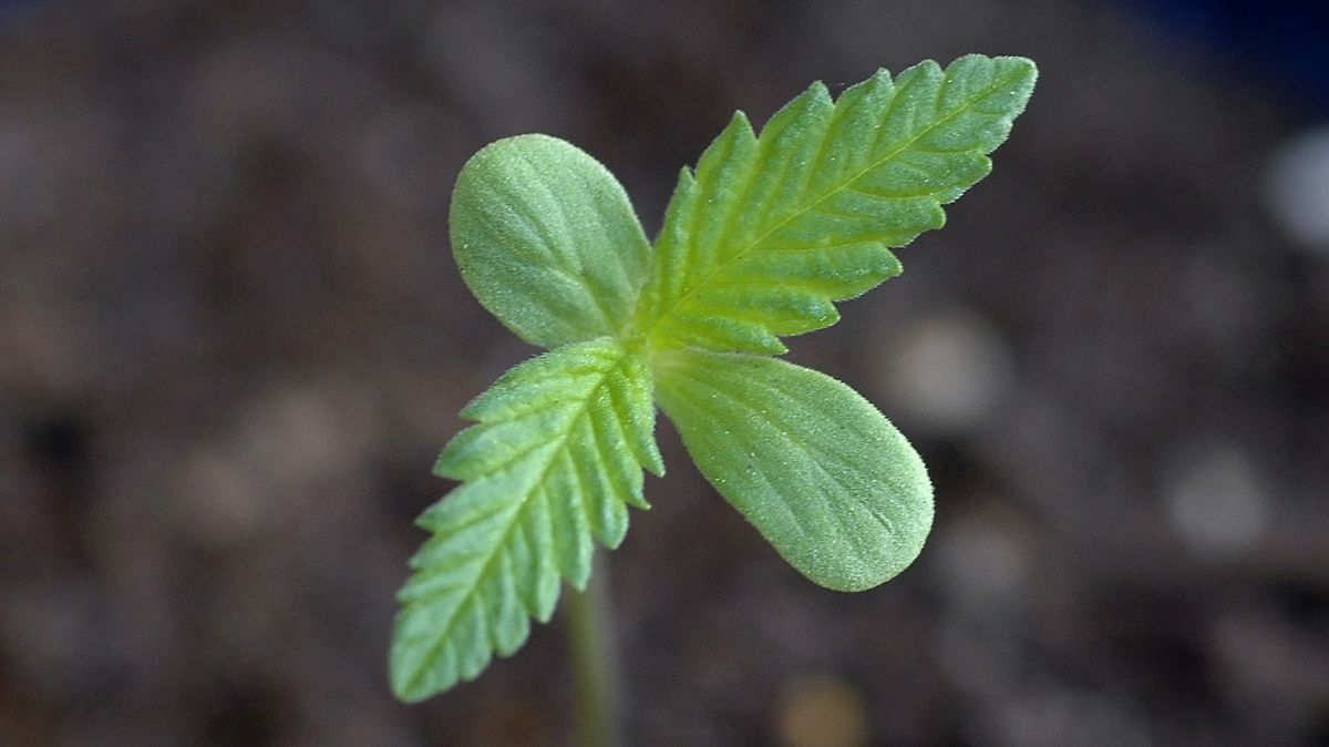 The lifecycle of the auto plants plant: seedling stage