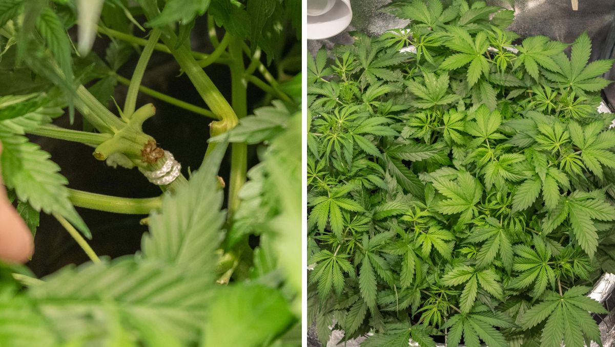 Gorilla Cookies Auto Plants Seed Week-by-Week Guide: Partial snapping and supercropping