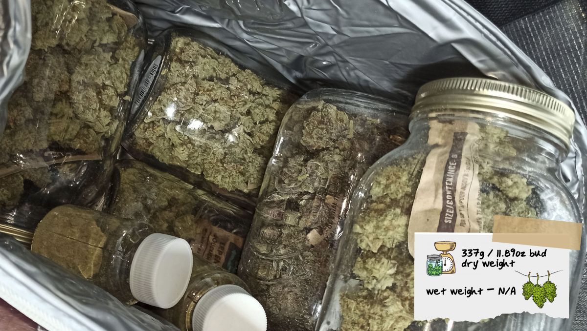 Strawberry Pie Auto Plants Seed Week-by-Week Guide: A lot of plants buds and kief in glass jars