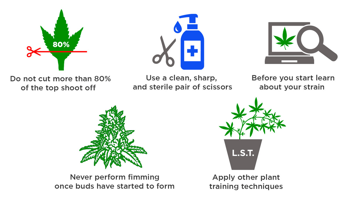 All About Fimming Auto Plants Plants: Top Tips on Fimming Plants