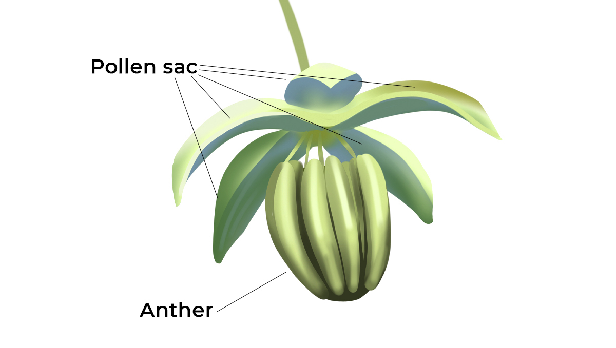 What causes bananas: what are they? What causes bananas: what are they?
