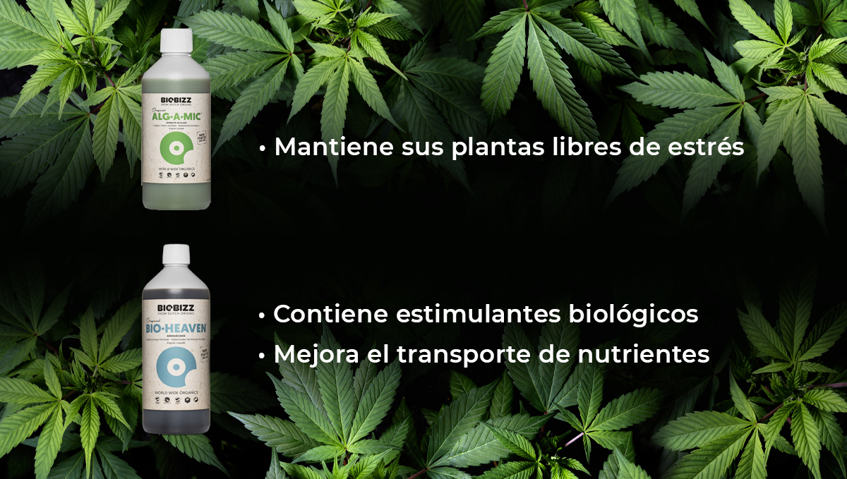 Programa de alimentaci&oacute;n de Biobizz: alg-a-mic y bio Heaven