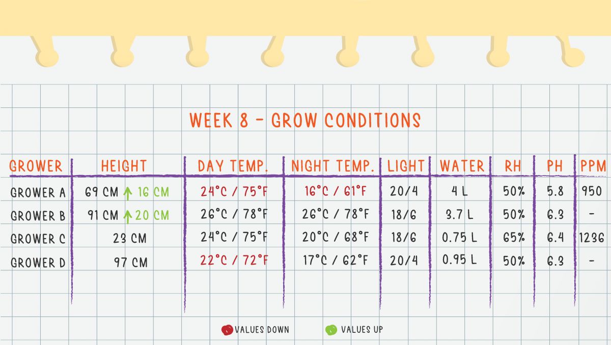 Orange Sherbet Auto Plants Seed Week-by-Week Guide: Week 8 grow conditions