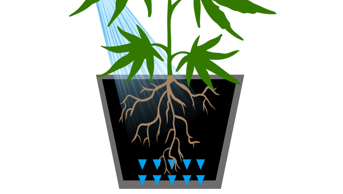 5 Reasons You Should Consider Growing Your Own Plants: Flushing Plants plants