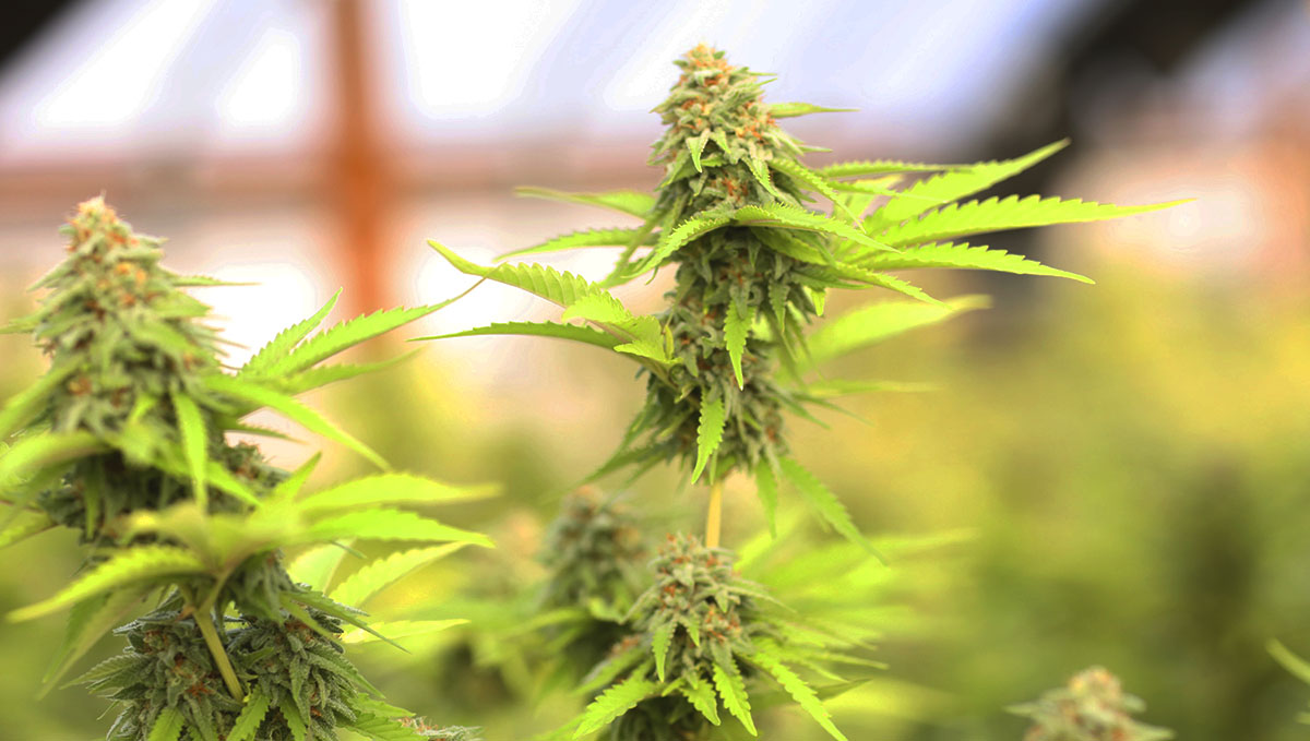Are you ready to start growing plants at home? Read this checklist and find out!