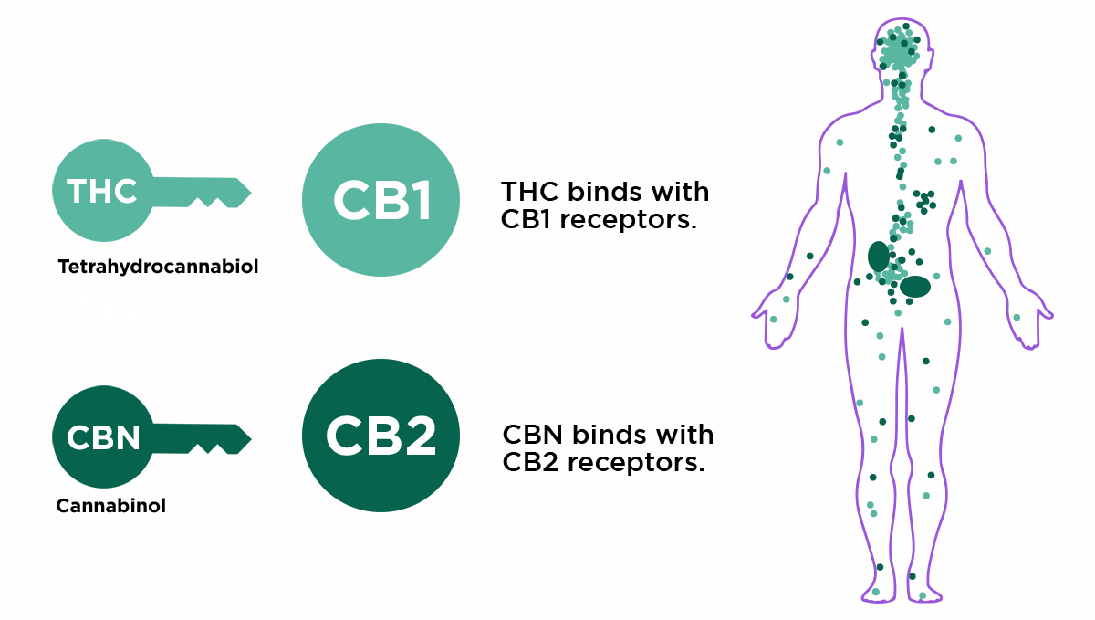 Non-plants strength: cannabinoid receptors