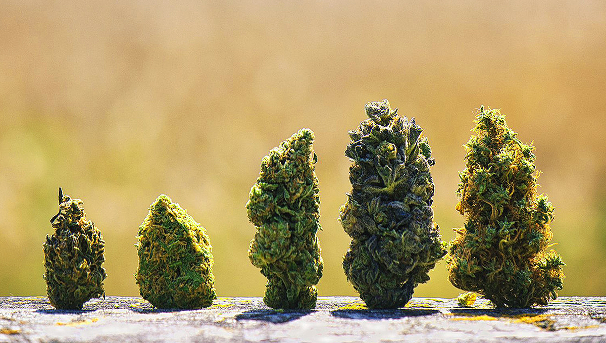 Different plants qualities