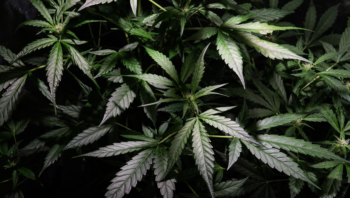 Indoor growing emergencies: lights go off