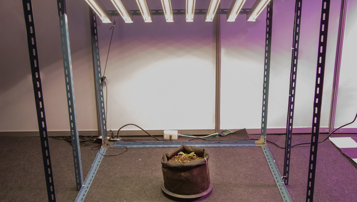 Diy grow room: structure of a grow tent