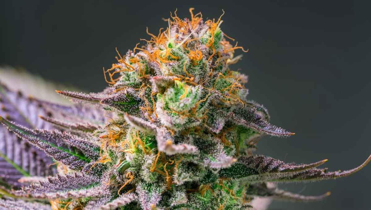 This is what a close-up view of pistils looks like.