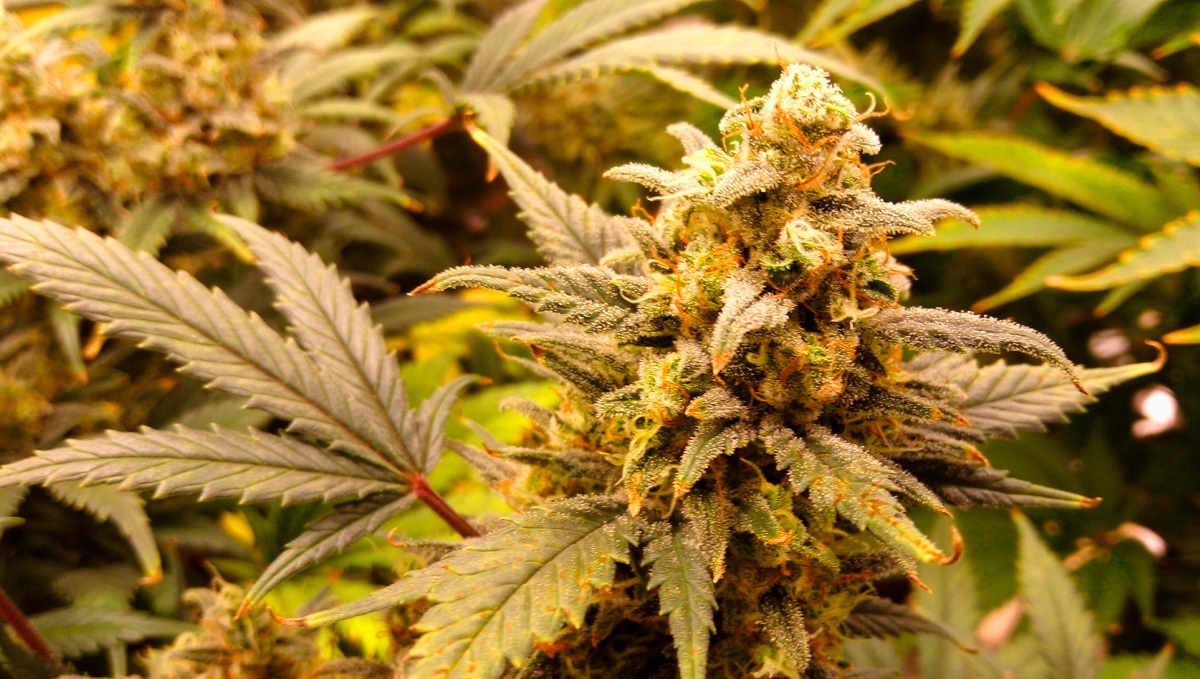 Strain History: Original Auto White Widow