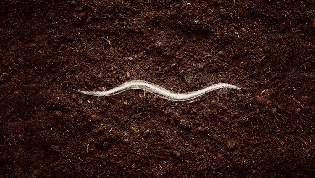 Benefits of microorganisms: nematodes