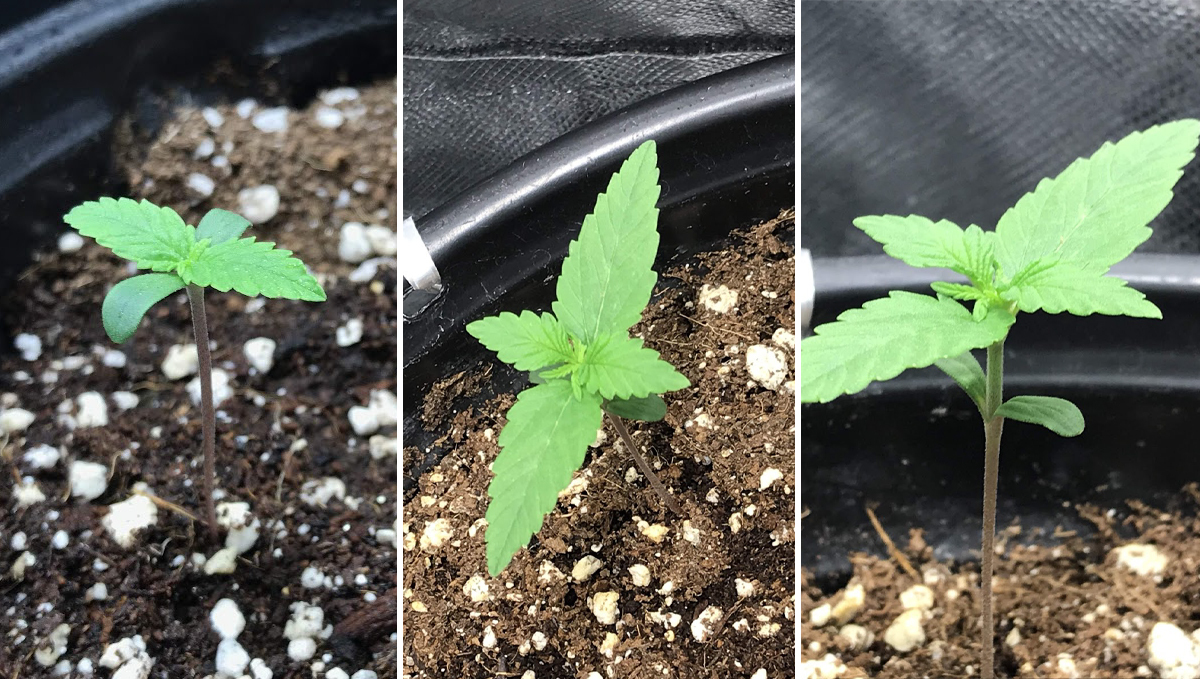 Cheese Auto: week 2