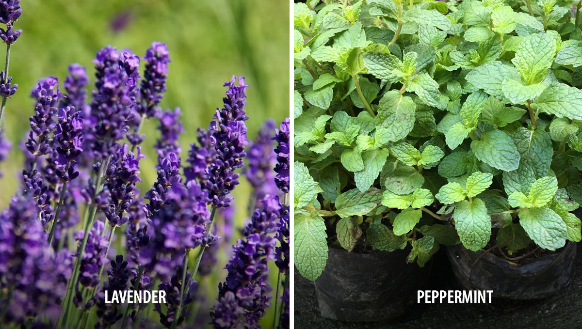 Companion plants for cannabis: deterrents