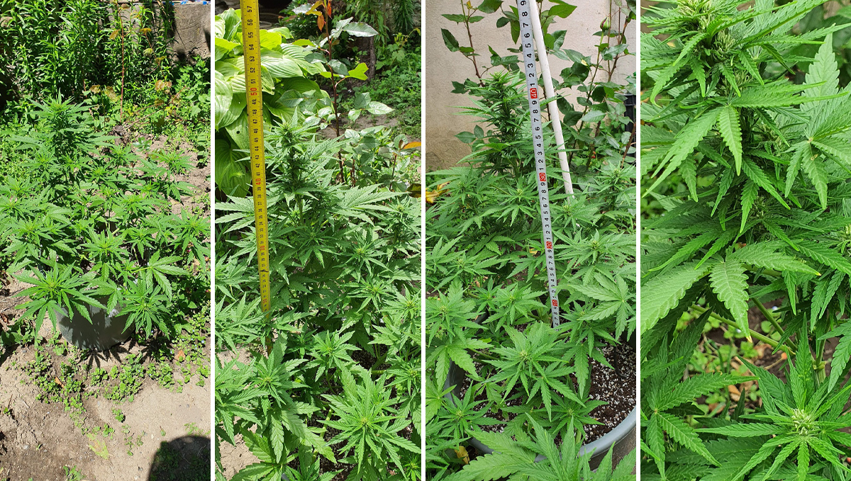 Amnesia Haze Auto: week 7