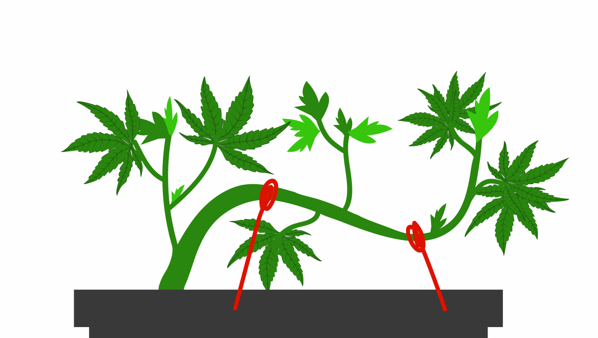 How to deal with slow plants growth: lst
