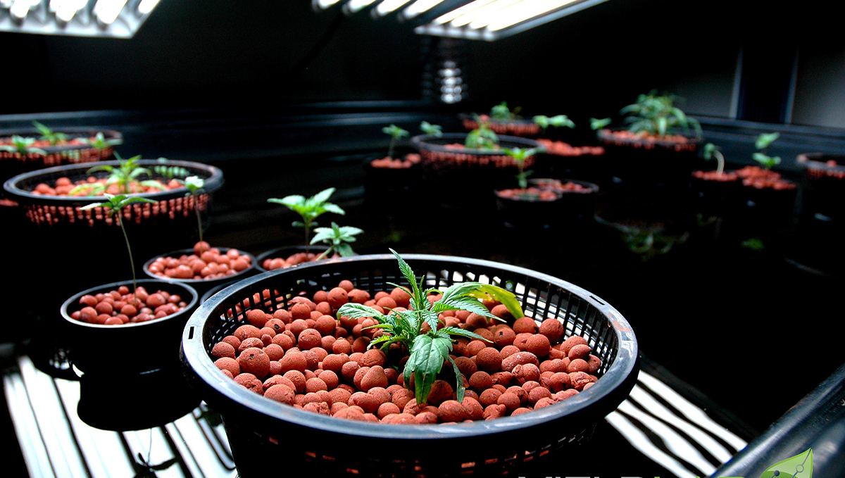 Indoor growing emergencies: temperature