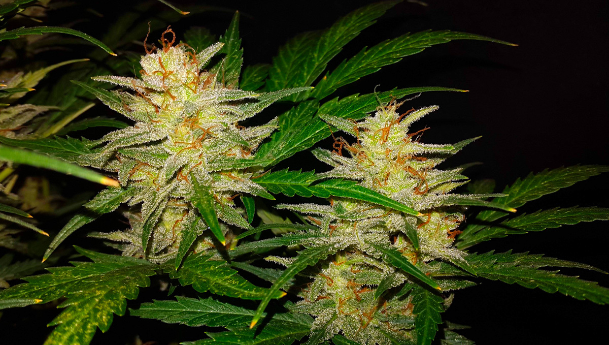 Strain History: Original Auto Sour Diesel buds