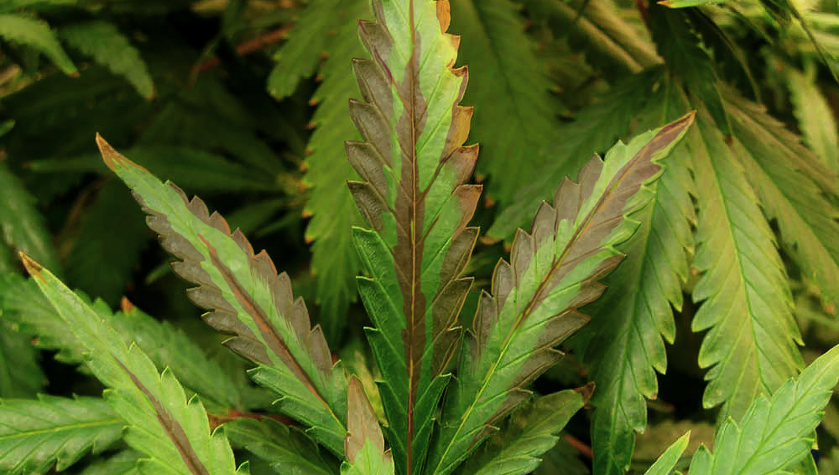 Increase cannabis yields with co2: symptoms