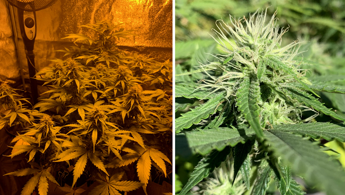 BubbleGum Auto: week 8 BubbleGum Auto: week 8