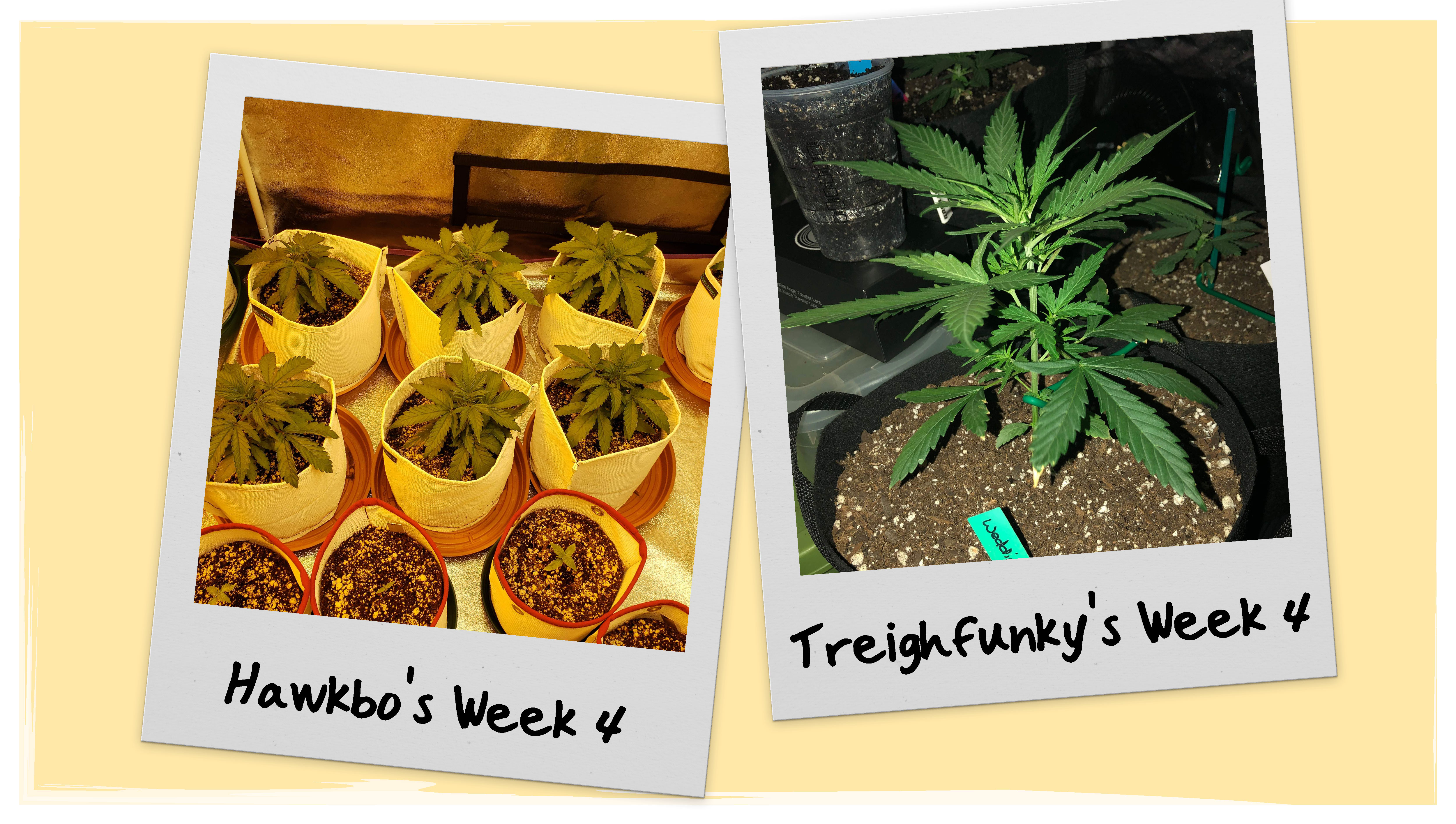 Wedding Cheesecake Grow Progress - Week 4