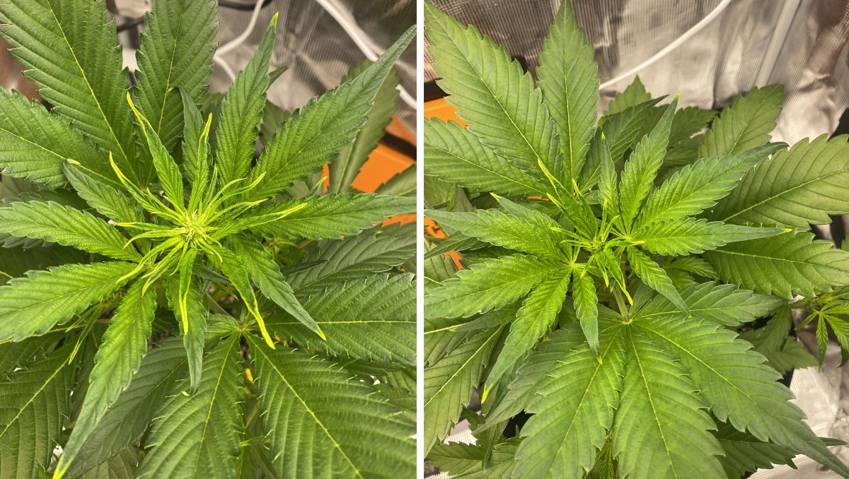 Gorilla Cookies Auto Plants Seed Week-by-Week Guide: Some immobile nutrient deficit