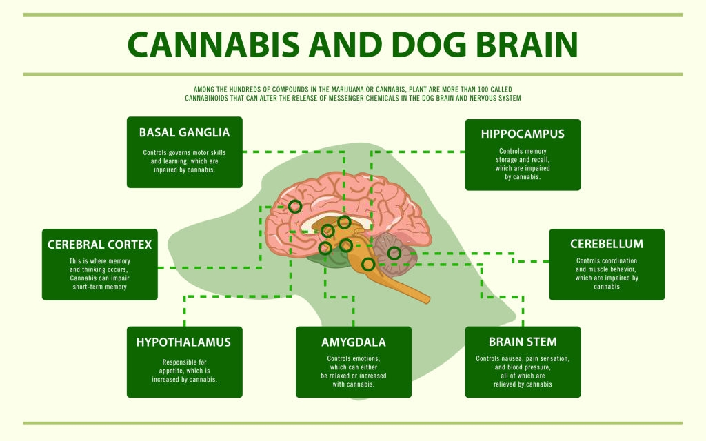 Is Cannabis Safe for Pets?: Dog Brain