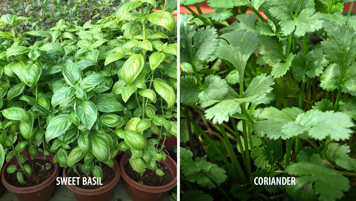 Companion plants for cannabis: attractors