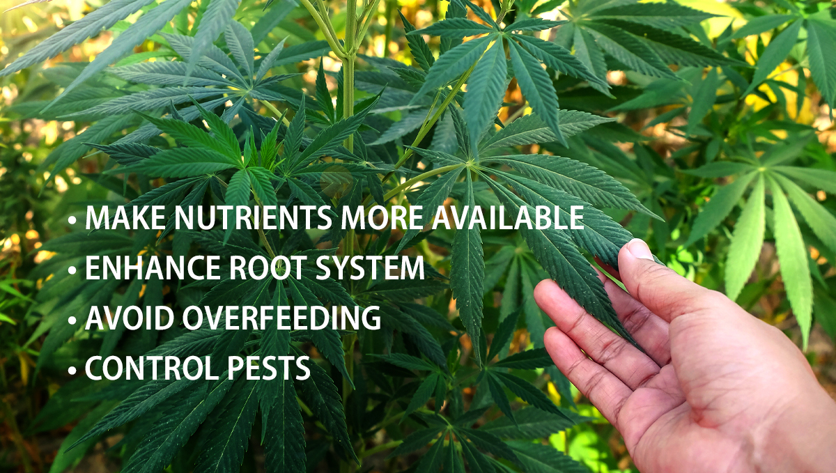 Benefits of microorganisms: benefits