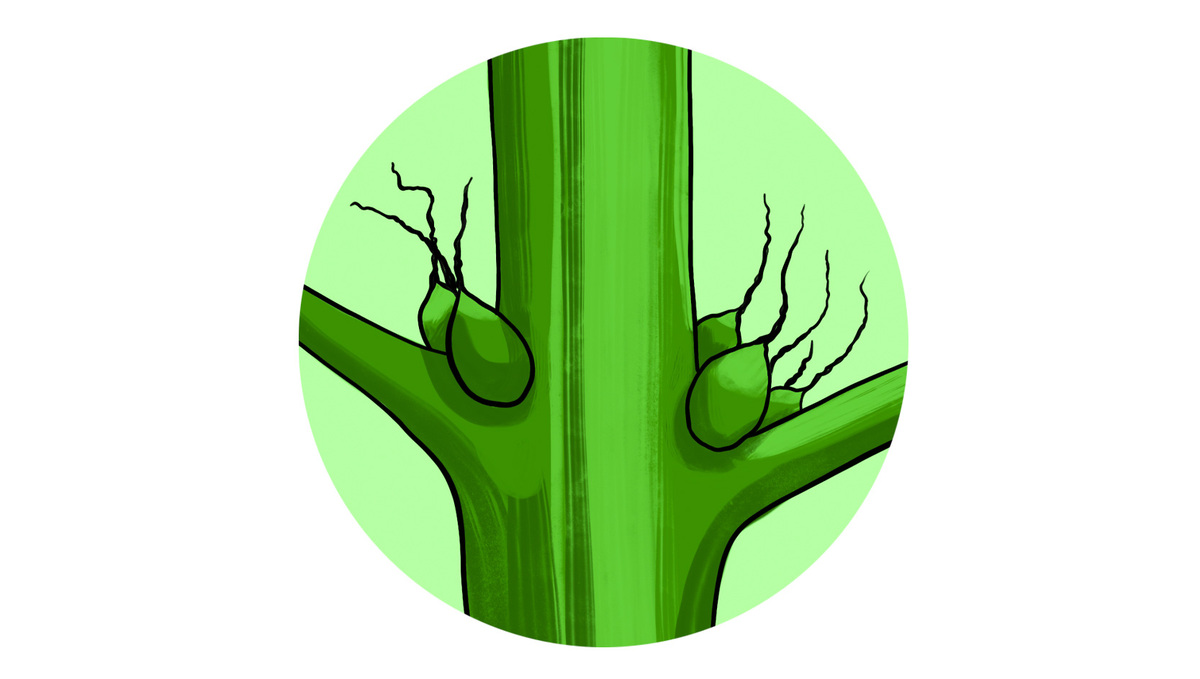 How To Tell Sex Of Your Plants Plants: FEMALE pre-flower